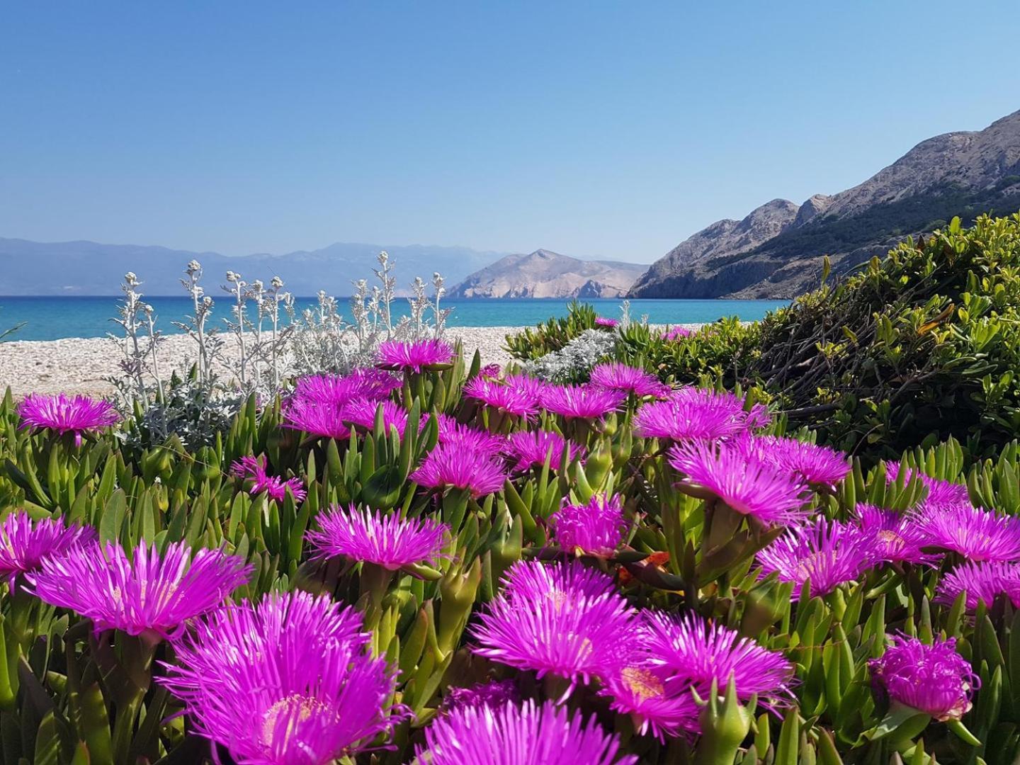 Apartments Zic - Mrakovcic Baška Dış mekan fotoğraf